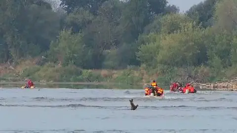 Pyton nadal nieuchwytny. "Głodny może zaatakować"
