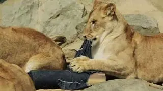 Zwierzęta z japońskiego zoo projektują ubrania
