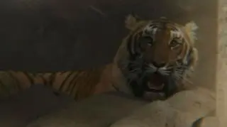 Zwiększa się liczba tygrysów bengalskich w Nepalu