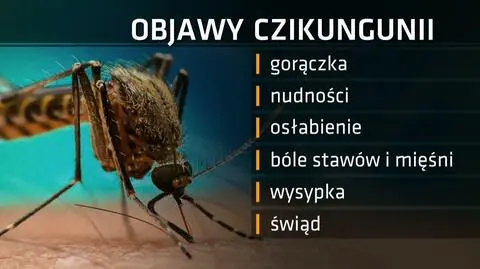 Z Afryki i Azji dotarł do Europy. Na wakacjach uważajcie na wirusa czikungunia