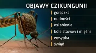 Objawy czikungunii