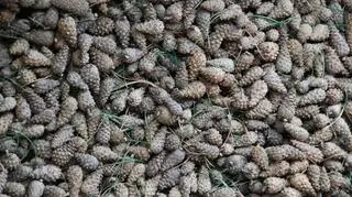 Na Warmii i Mazurach leśnicy zebrali 25 ton sosnowych szyszek