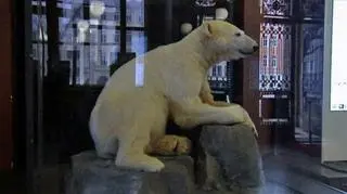 Podobizna stoi w berlińskim Muzeum Historii Naturalnej