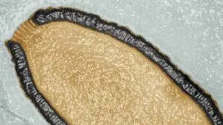Odkryty w syberyjskiej zmarzlinie  Pithovirus sibericum jest największym znanym wirusem
