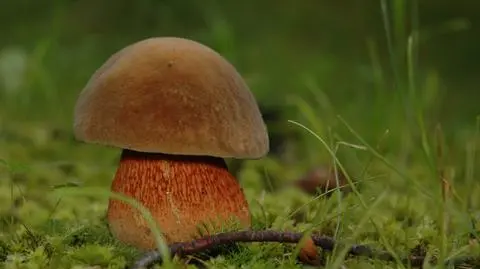 Borowik ponury Boletus luridus