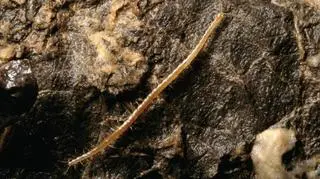 Geophilus hadesi