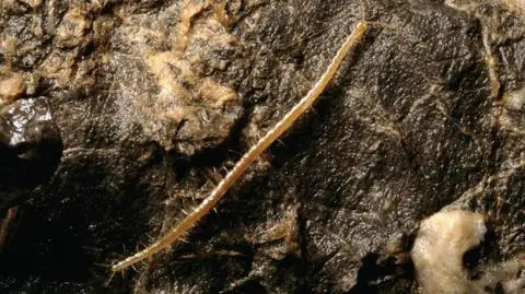 Żadne stworzenie nie żyje tak głęboko jak ta stonoga