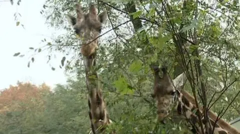 Do łódzkiego zoo trafiła nowa żyrafa