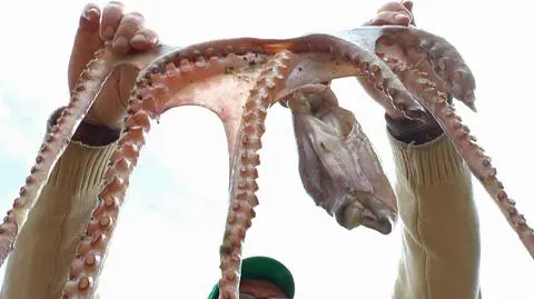 Ośmiornica w jeziorze Sajmno