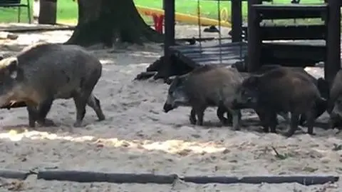 Kraków: 12 dzików na placu zabaw