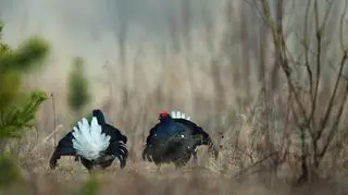 Ptakom nie spieszy się z godami