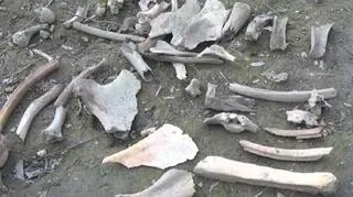 Archeolodzy wykopali skamieniałości mamuta
