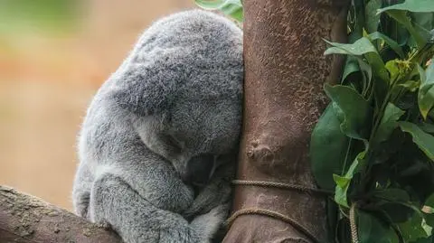 Masakra koali w Australii.W tajemnicy uśpiono 700 osobników
