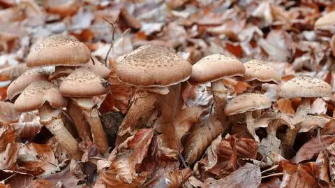 Opieńka ciemna