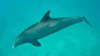 Delfin butlonosy - gatunek, do którego należało potrącone zwierzę