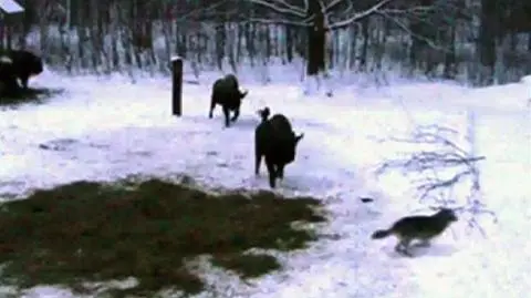 Żubry przegoniły wilki