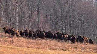 Żubry powrócą w Bieszczady