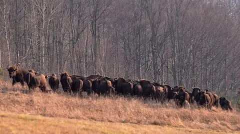 W Bieszczadach po trzech latach znowu pojawią się żubry