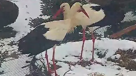 Na Dolnym Śląsku bociany i nadzieja na koniec zimy. "Daję jej jeszcze dwa tygodnie"