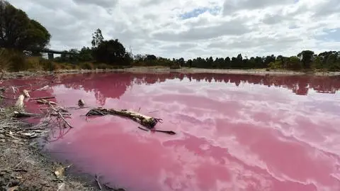 Różowe jezioro w Australii