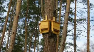 Budki dla nietoperzy