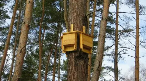 Leśnicy instalują budki dla nietoperzy
