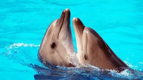 Niezwykła wytrzymałość delfinów. Mogą obyć się 15 dni bez snu
