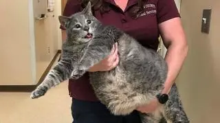Pan Przystojniak, 14-kilogramowy kocur