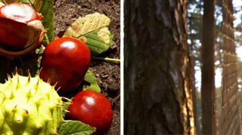 Barwy jesieni w obiektywach Reporterów 24