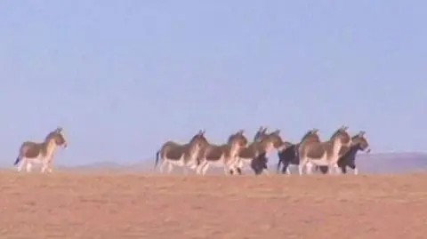 Poznaj dziwny świat tybetańskiego osła