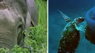 Filmy dokumentalne na antenie TVN Meteo