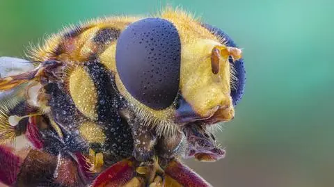 Owady w ciągu stulecia mogą wyginąć