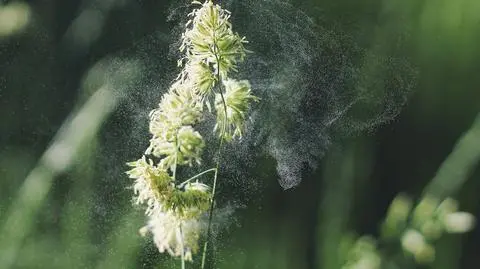 Zmiany klimatyczne wydłużyły okres zagrożenia alergiami