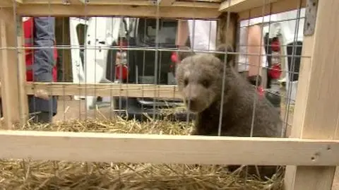 Puchatka ma nowy dom. Niedźwiedzica trafiła do poznańskiego zoo