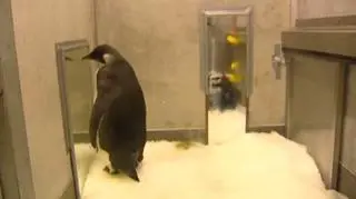 Happy Feet opuścił tymczasowe lokum