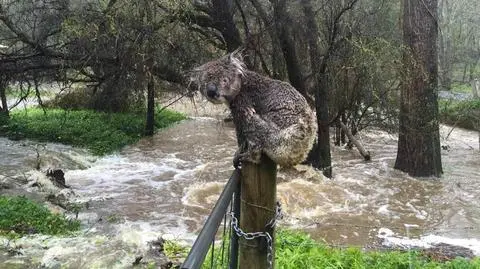 Przemoczony koala w trakcie powodzi w Australii