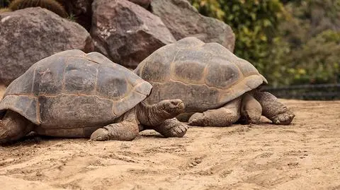 Żółwie słoniowe żyją tylko na Galapagos