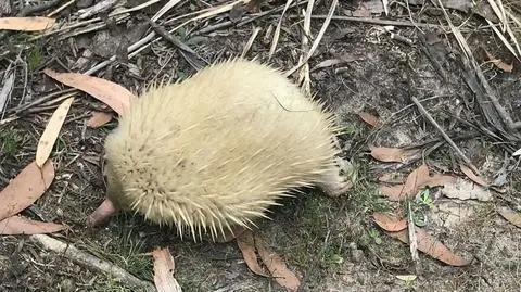 Biała kolczatka australijska w Tasmanii