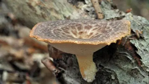 Żagiew guzowata Polyporus tuberaster