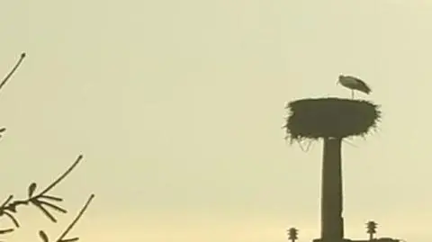 Pierwszy bocian w Warszawie. "Tak wcześnie się go nie spodziewaliśmy"