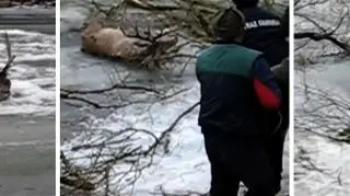Dwa jelenie wpadły do rzeki w woj. zachodniopomorskim zostały już wyciągnięte. W akcję ratowniczą zaangażowali się leśnicy, myśliwi i strażacy. 