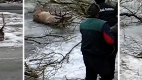 Lód załamał się pod jeleniami. Wspólna akcja strażaków i leśników na Parsęcie
