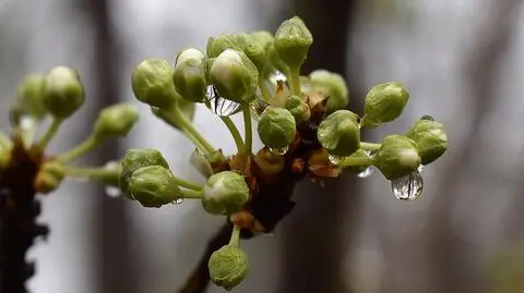 Wszędzie spadnie deszcz