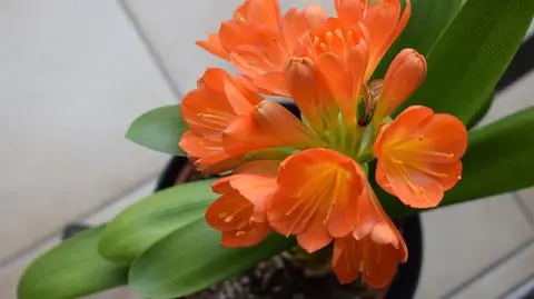 Kliwia pomarańczowa  (Clivia miniata)