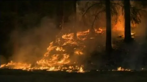 Rim Fire pustoszy Kalifornię. Ogień zajął już tysiące hektarów