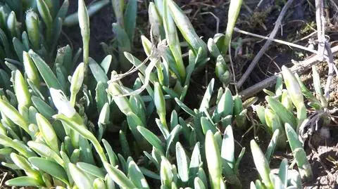 Wiosna       Przebiśniegi
Pozdrowienia z Janowic