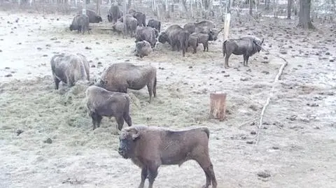 Żarłoczne żubry, ryjówki ze skurczonymi czaszkami. Jak zwierzęta radzą sobie z mrozem