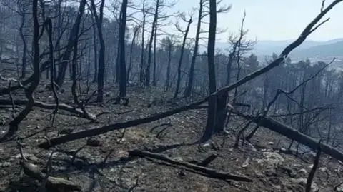 Las po przejściu ognia. Nagranie polskich strażaków z Grecji