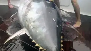 Załoga wciągała 411-kilogramowego tuńczyka na pokład przez 4 godziny