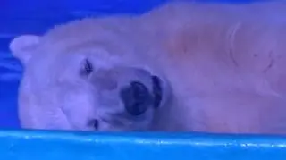 Najsmutniejszy niedźwiedź polarny na świecie